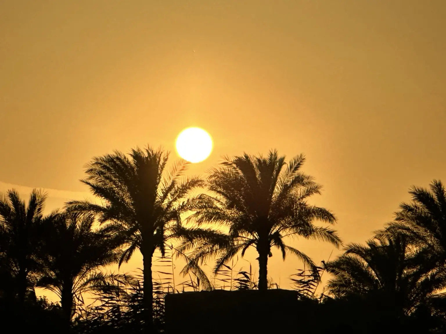 The setting sun glowing above a line of palm trees in Egypt